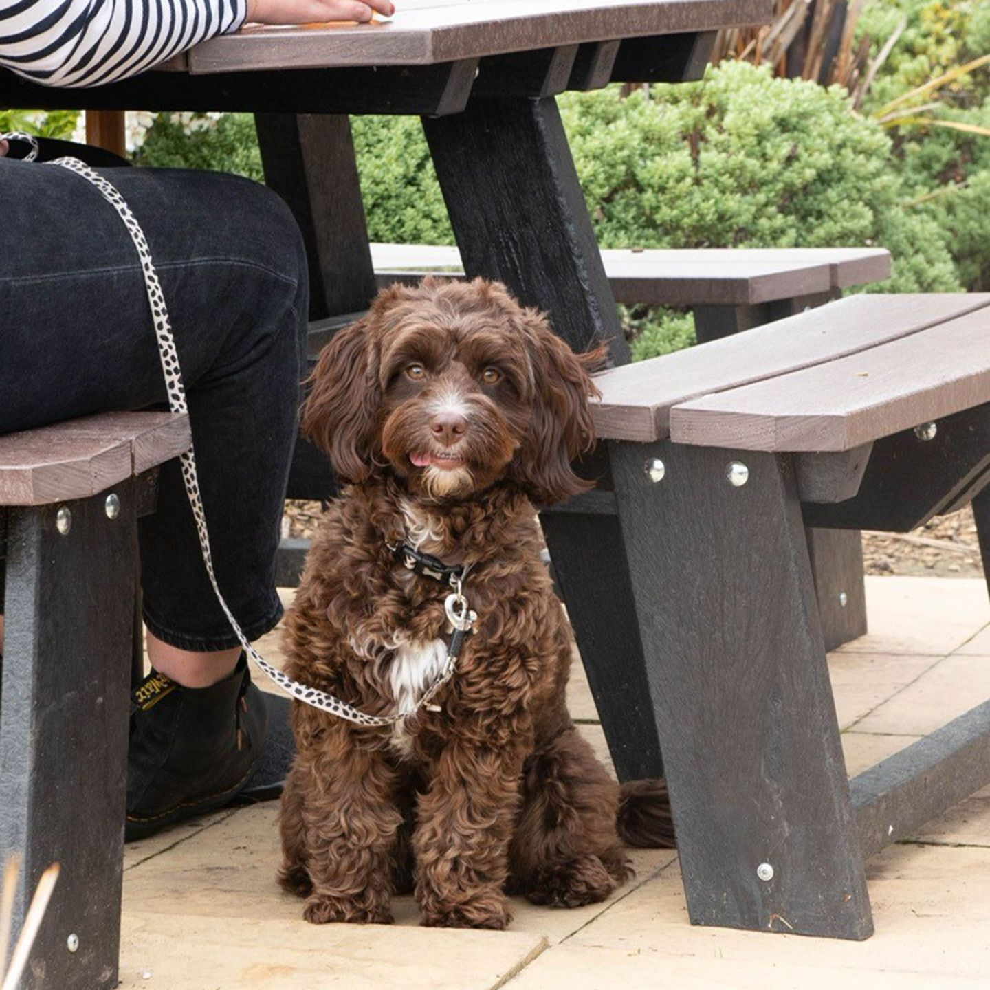 Your local dog friendly pub in Horwich